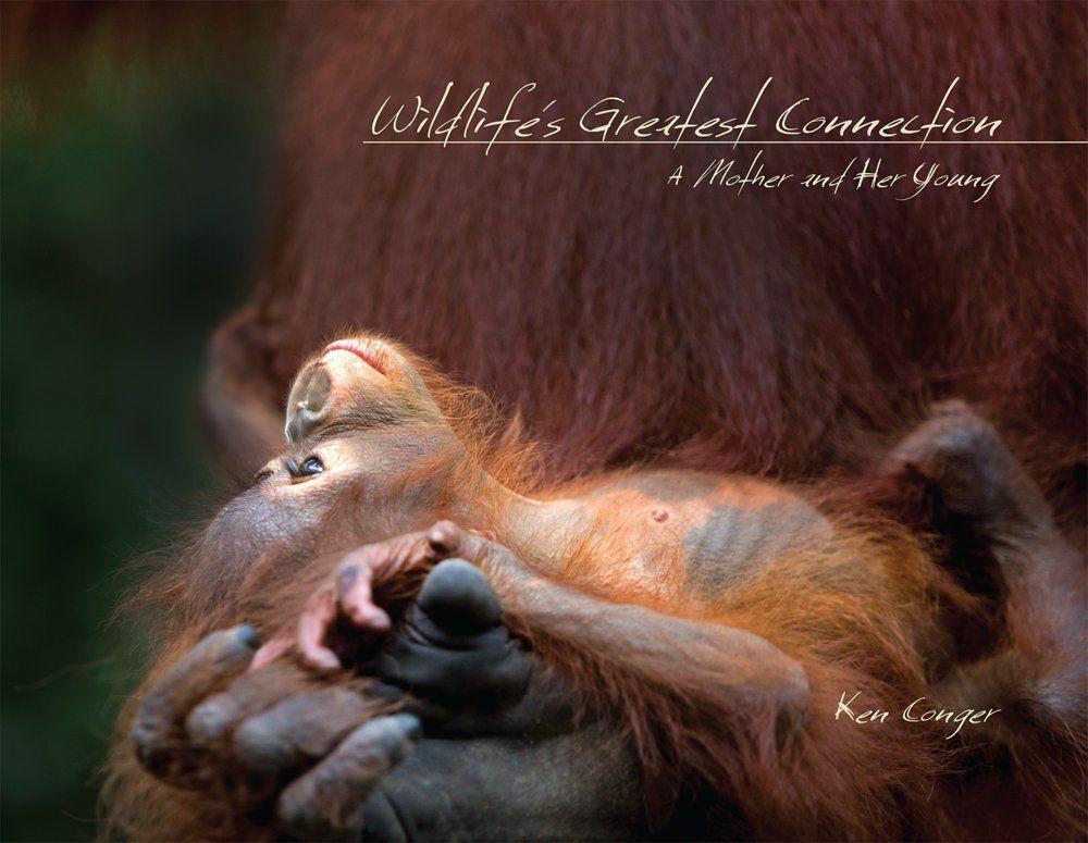 WILDLIFE'S GREATEST CONNECTIONS